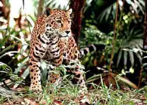 1089192120_jaguarrock.jpg